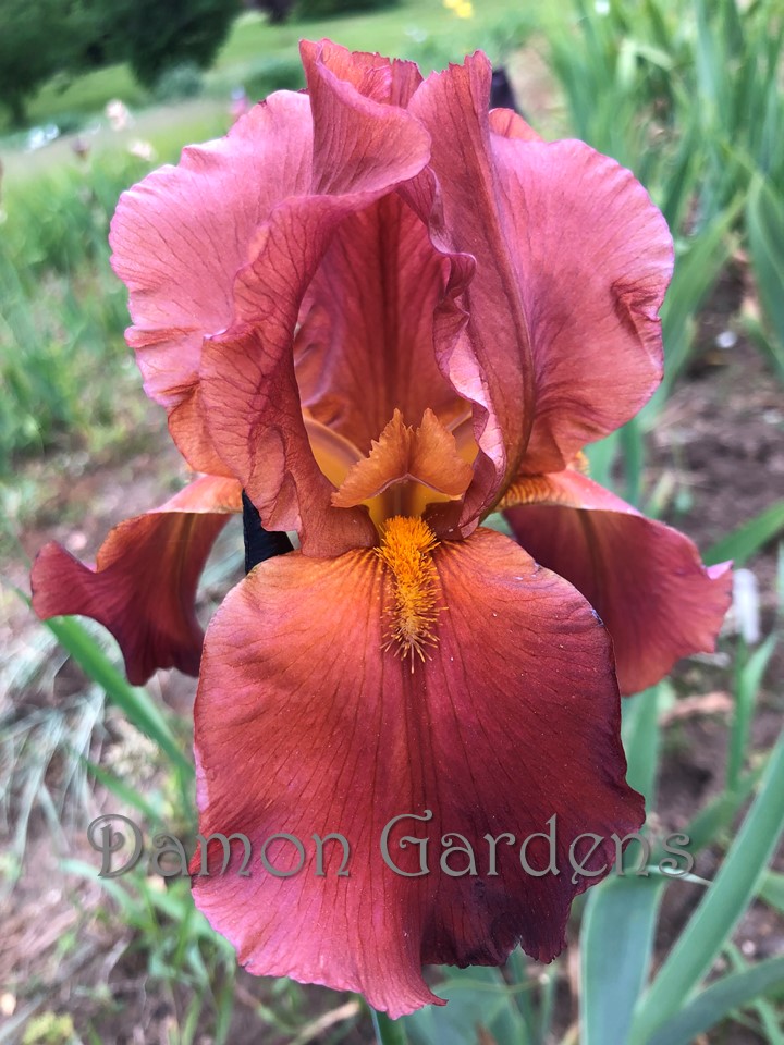 Iris Red At Night